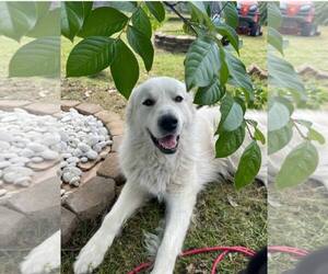 Great Pyrenees Dogs for adoption in Silver Spring, MD, USA