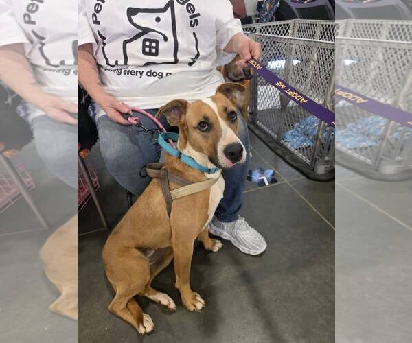 Medium Photo #7 Black Mouth Cur-Boxer Mix Puppy For Sale in Greenville, SC, USA