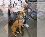 Small #6 Black Mouth Cur-Boxer Mix