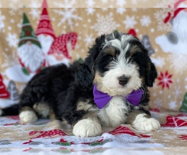 Full screen Photo #1 Bernedoodle (Miniature) Puppy For Sale in LANCASTER, PA, USA