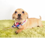 Small Chihuahua Mix