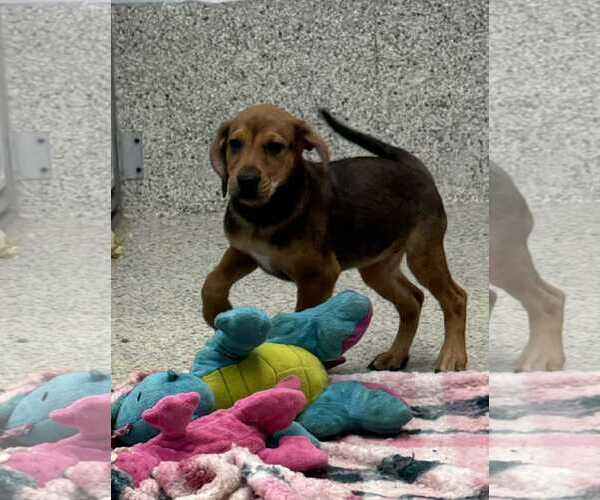 Medium Photo #1 Mutt Puppy For Sale in Mechanicsburg, PA, USA
