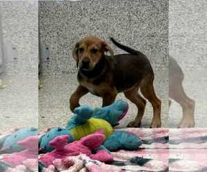 Mutt Dogs for adoption in Mechanicsburg, PA, USA