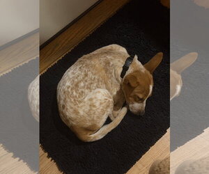 Joel - Male Mutt Dog for Adoption - Photo #5