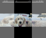 Small Photo #33 Goldendoodle Puppy For Sale in RATHDRUM, ID, USA