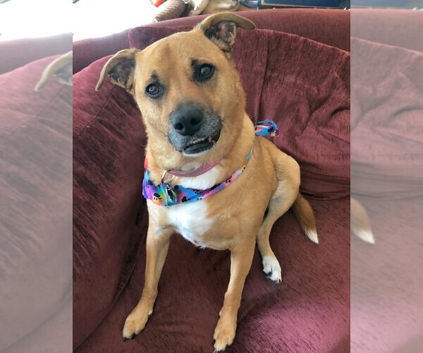 Medium Photo #1 Mutt Puppy For Sale in Rockaway, NJ, USA