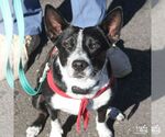 Juliet - Female Mutt Dog for Adoption - Small photo
