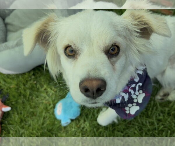 Medium Photo #3 Canadian Eskimo Dog-Colonial Cocker Spaniel Mix Puppy For Sale in Lake Elsinore, CA, USA