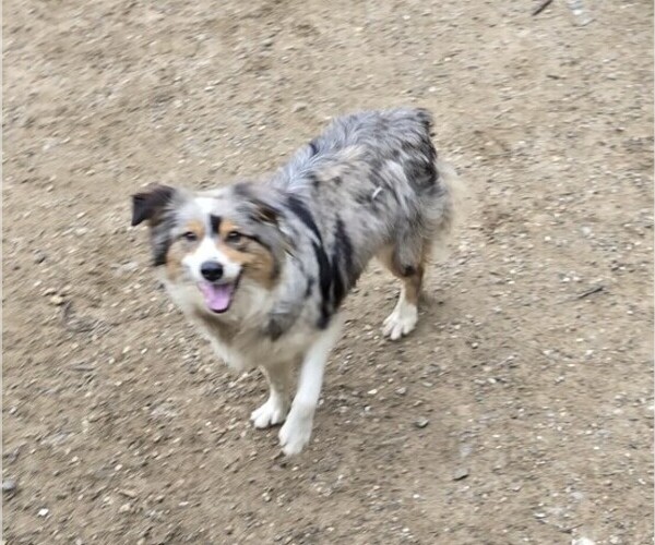Medium Photo #1 Australian Shepherd Puppy For Sale in WESTFIELD, MA, USA