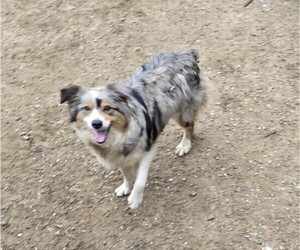 Mother of the Australian Shepherd puppies born on 02/04/2025