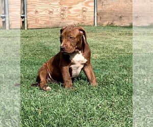 American Bully Puppy for sale in FORT WORTH, TX, USA