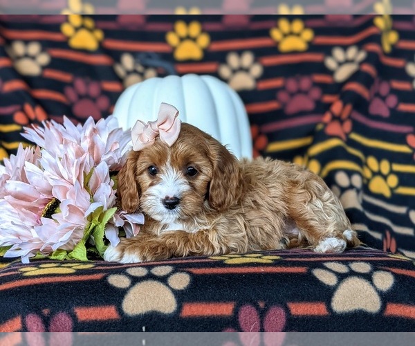 Medium Photo #6 Cavapoo Puppy For Sale in LEOLA, PA, USA