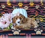 Small Photo #6 Cavapoo Puppy For Sale in LEOLA, PA, USA