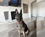 Small #2 German Shepherd Dog Mix