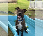 *DONKEY - Male Staffordshire Bull Terrier Dog for Adoption - Small photo