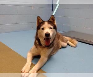 Medium Siberian Husky