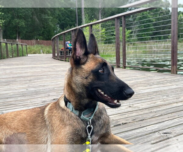 Medium Photo #17 Mutt Puppy For Sale in Imlay City, MI, USA