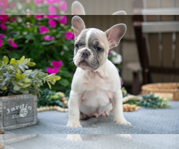 Medium Photo #2 French Bulldog Puppy For Sale in GRABILL, IN, USA