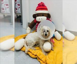 Poodle (Miniature) Dogs for adoption in Santa Cruz, CA, USA