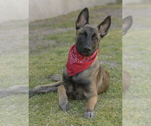 Mateo - Male Mutt Dog for Adoption - Photo #3