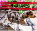 Small #13 Dachshund