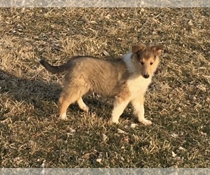 Scotch Collie Puppy for sale in SEDALIA, MO, USA