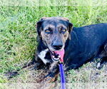 Small #1 Mutt