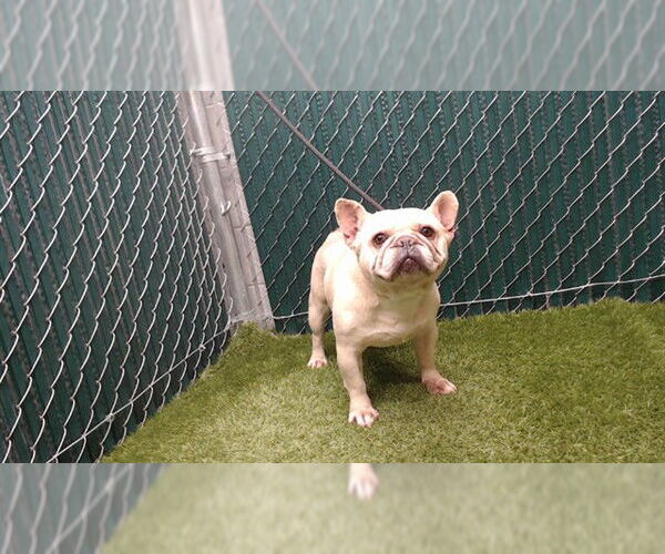 Medium Photo #1 French Bulldog Puppy For Sale in Downey, CA, USA