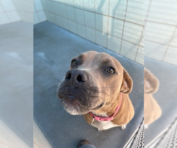 Medium Photo #1 American Pit Bull Terrier-Unknown Mix Puppy For Sale in Corpus Christi, TX, USA