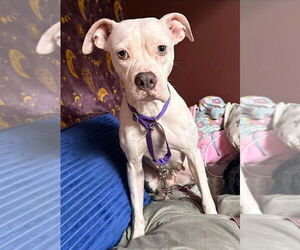 Boxer Dogs for adoption in Benton, PA, USA