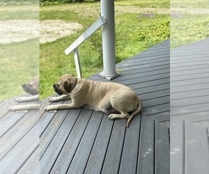 Mother of the German Shepherd Dog-Mastiff Mix puppies born on 06/27/2025