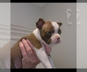 Boston Terrier Puppy for sale in FT MYERS, FL, USA
