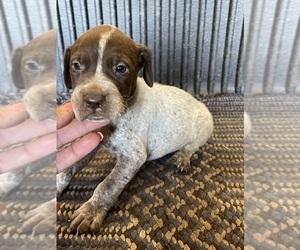 German Shorthaired Pointer Puppy for sale in RAINSVILLE, AL, USA