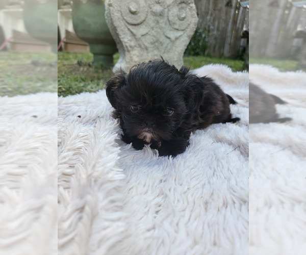 Medium Photo #10 Shih Tzu Puppy For Sale in BRANDON, FL, USA