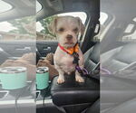 Small #2 Shih Tzu Mix