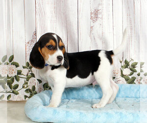 Beagle Puppy for sale in PENNS CREEK, PA, USA