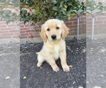Small #1 Golden Retriever