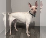 Small #1 Red Heeler Mix