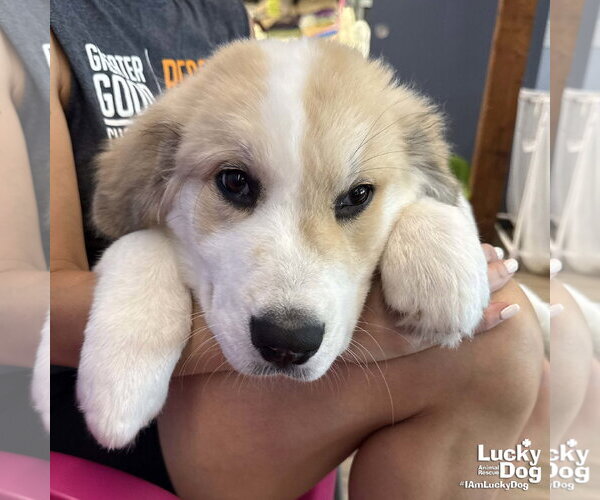 Medium Photo #1 Great Pyrenees-Unknown Mix Puppy For Sale in Washington, DC, USA