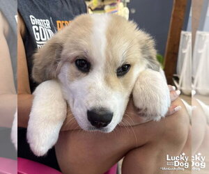 Great Pyrenees-Unknown Mix Dogs for adoption in Washington, DC, USA