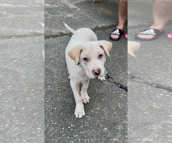 Medium Photo #3 Labrador Retriever-Unknown Mix Puppy For Sale in Mooresville, NC, USA