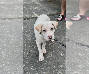 Journey - Male Labrador Retriever-Unknown Mix Dog for Adoption - Photo #3