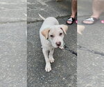 Small Photo #3 Labrador Retriever-Unknown Mix Puppy For Sale in Mooresville, NC, USA