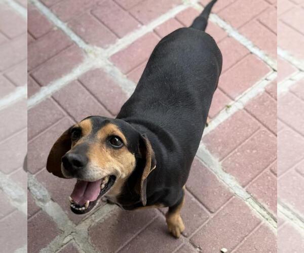 Medium Photo #7 Doxle Puppy For Sale in Yardley, PA, USA