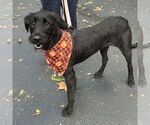 Small #1 Labrador Retriever Mix