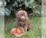 Small #1 Pomeranian