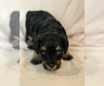 Venice - Female Bernedoodle (Miniature) Puppy for Sale - Photo #13