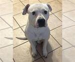 Small #1 American Staffordshire Terrier-Boxer Mix
