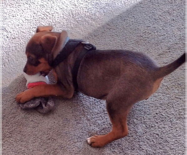 Medium Photo #3 Rottweiler-Unknown Mix Puppy For Sale in Rustburg, VA, USA