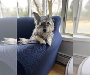 Mutt Dogs for adoption in Westwood, NJ, USA